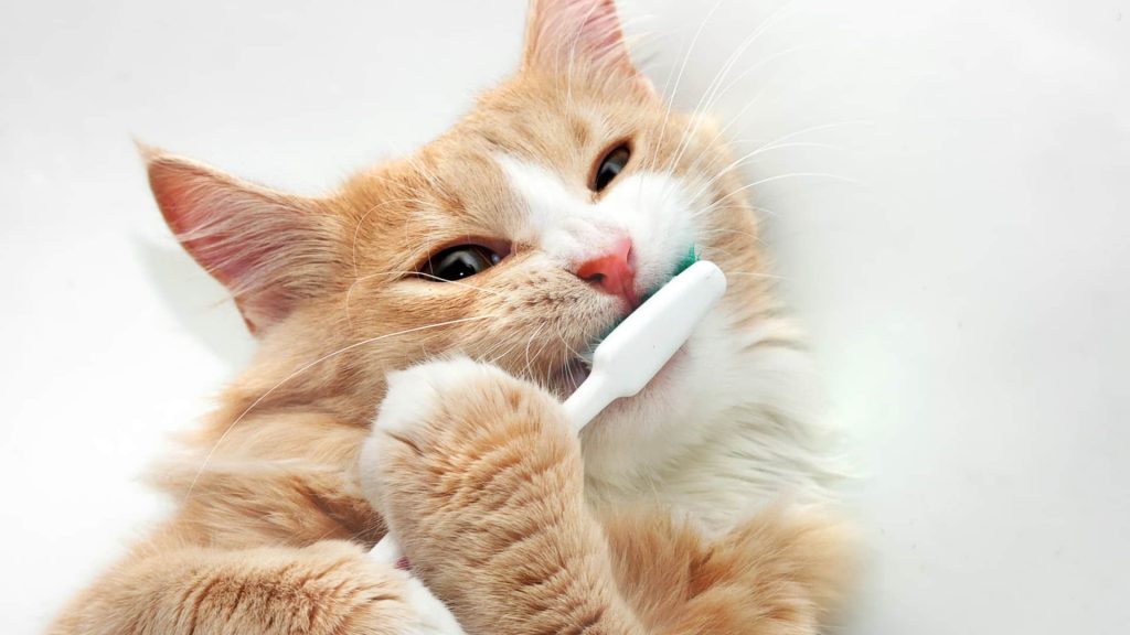 ネコが歯磨き